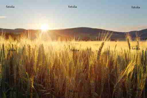 Sunset over wheat field